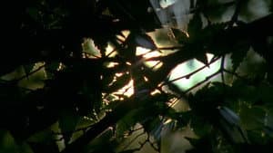 Spectral Ascension — foto 2