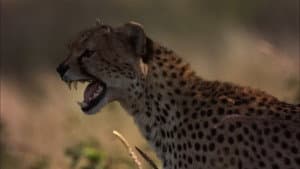 Episodio 3