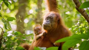 La vida secreta de los orangutanes — foto 3