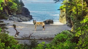 La isla de los lobos costeros — foto 6