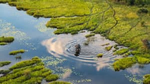 Okavango: A Flood of Life — foto 1