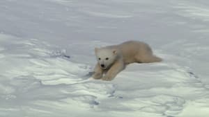 Super Cute Animals — foto 2