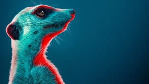 Meerkat Manor: Rise of the Dynasty — foto 2