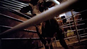 Rodeo — foto 3