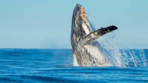 Shark Vs. Whale — foto 4