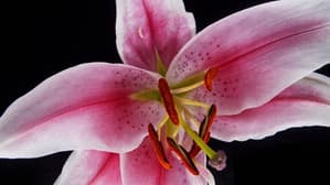Algorithms of Beauty — foto 1