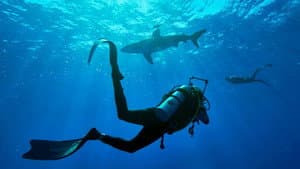 Shark with Steve Backshall — foto 3
