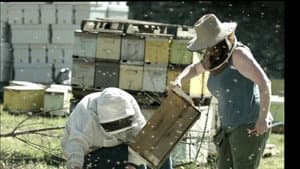 The Honey Bee — foto 4