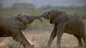A Life Among Elephants — foto 9