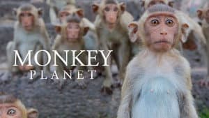 Monkey Planet — foto 2