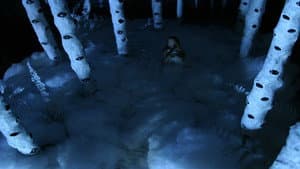 Forest — foto 1