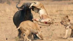 Cazadores de África — foto 12