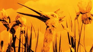 Les Grenouilles qui demandent un roi — foto 2