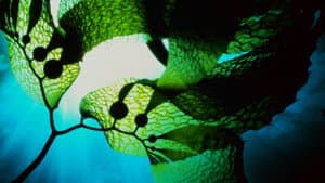 Seaweed Stories — foto 1