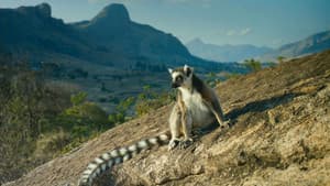 Isla de Lemurs — foto 3