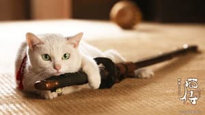 猫侍 — foto 2