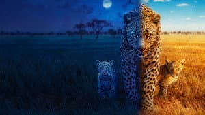 Big Cats 24/7 — foto 1