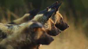 Perros salvajes de Botsuana