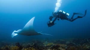 Islas de Manta Diablo