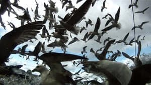 Leviathan — foto 2