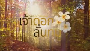 เจ้าดอกลั่นทม — foto 1