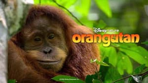 Orangután — foto 4