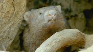 La vida secreta de los wombat — foto 4