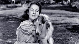 El valor de Lassie — foto 5