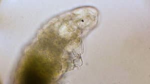 Journey to the Microcosmos — foto 3