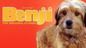 Benji — foto 3