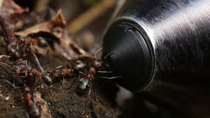 Attenborough and the Empire of the Ants — foto 7