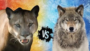 Cougar v. Wolf — foto 1