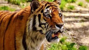 The Secret Lives Of Big Cats — foto 1