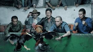 Asunto de gallos — foto 1