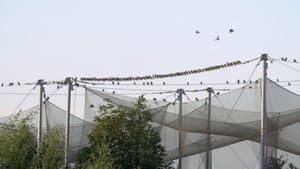 Pasienio paukščiai — foto 2
