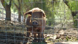 Mi gran pequeña granja — foto 7