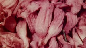 Bark-Rind — foto 9