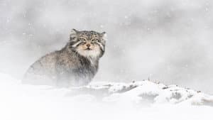 El leopardo de las nieves — foto 6