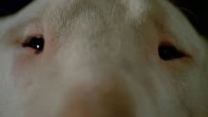 Baxter — foto 2