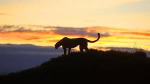 Africa's Hunters of the Night — foto 2