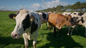 No Farmers No Food: Will You Eat the Bugs? — foto 2