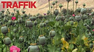 Traffik — foto 2