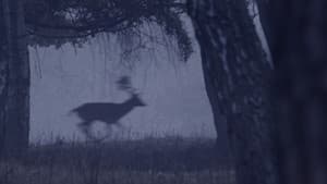 Deer Boy — foto 5