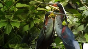 Wild Centroamérica — foto 4