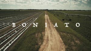 Boniato — foto 1