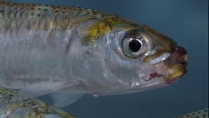 Sardine Run, le plus grand festin de l'océan — foto 2