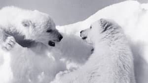 White Wilderness — foto 2