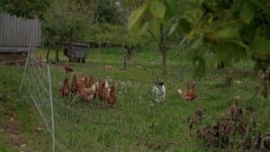 Episodio 7