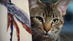 El ojo del gato — foto 4
