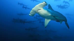 Sharkcano: Hawaii — foto 8